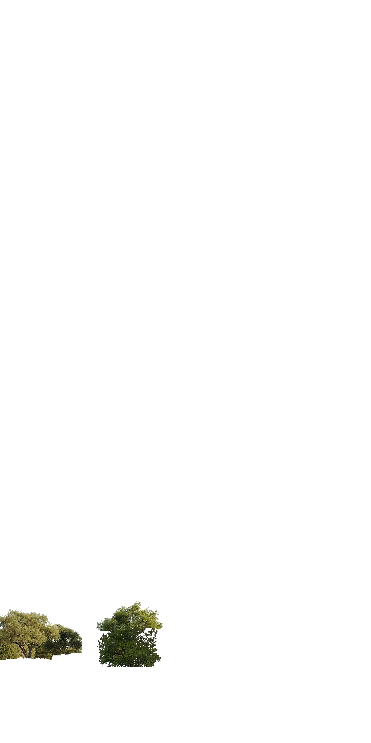 сланец