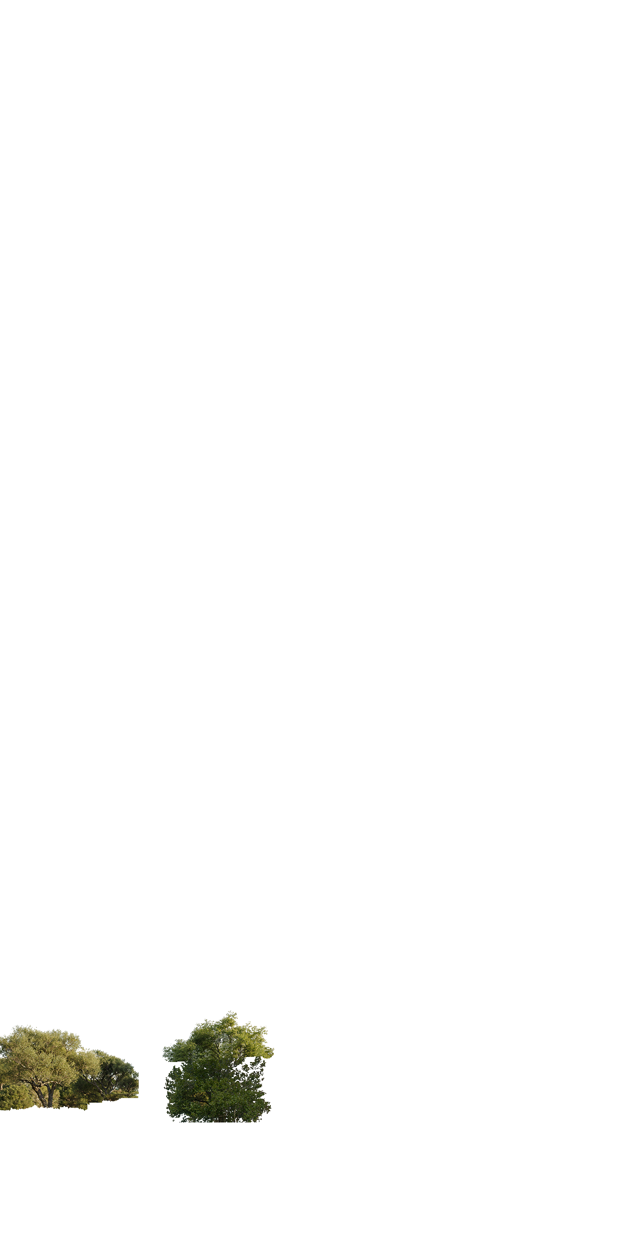 сланец